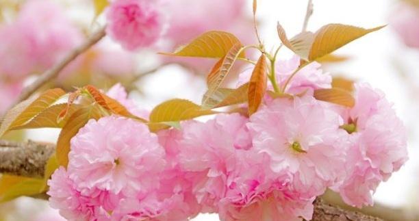 樱花花语的深意(探索美丽花朵背后的含义) 樱花花语的深意(探索美丽花朵背后的含义)