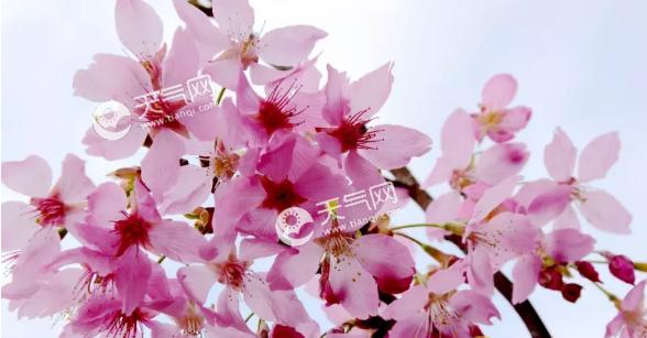 樱花花语的深意(探索美丽花朵背后的含义) 樱花花语的深意(探索美丽花朵背后的含义)