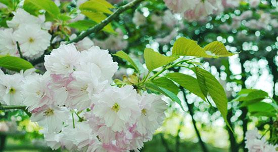 樱花花语的深意(探索美丽花朵背后的含义) 樱花花语的深意(探索美丽花朵背后的含义)