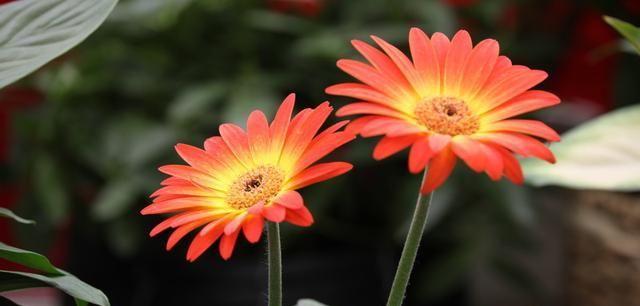 以太阳花唯美花语，传递温暖与希望（以太阳花的花语传递积极能量）