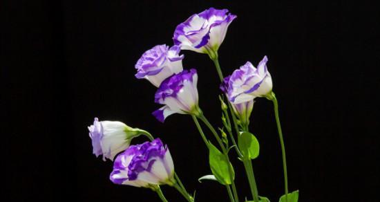 桔梗花语和象征的意义（传递深情与坚持的桔梗花）