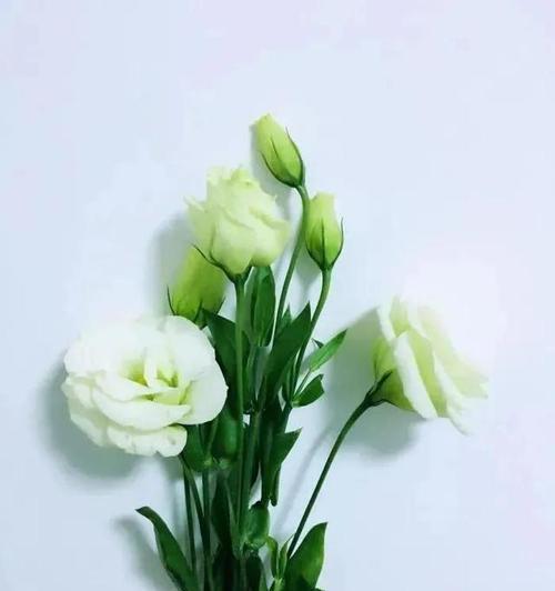 桔梗花语和象征的意义（传递深情与坚持的桔梗花）