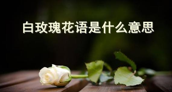玫瑰花的寓意与花语（探索玫瑰花的深层含义与传达情感的方式）