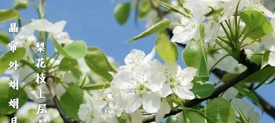 杏花古称花语与寓意的探索（古代以杏花为别称的花语及其隐含意义）