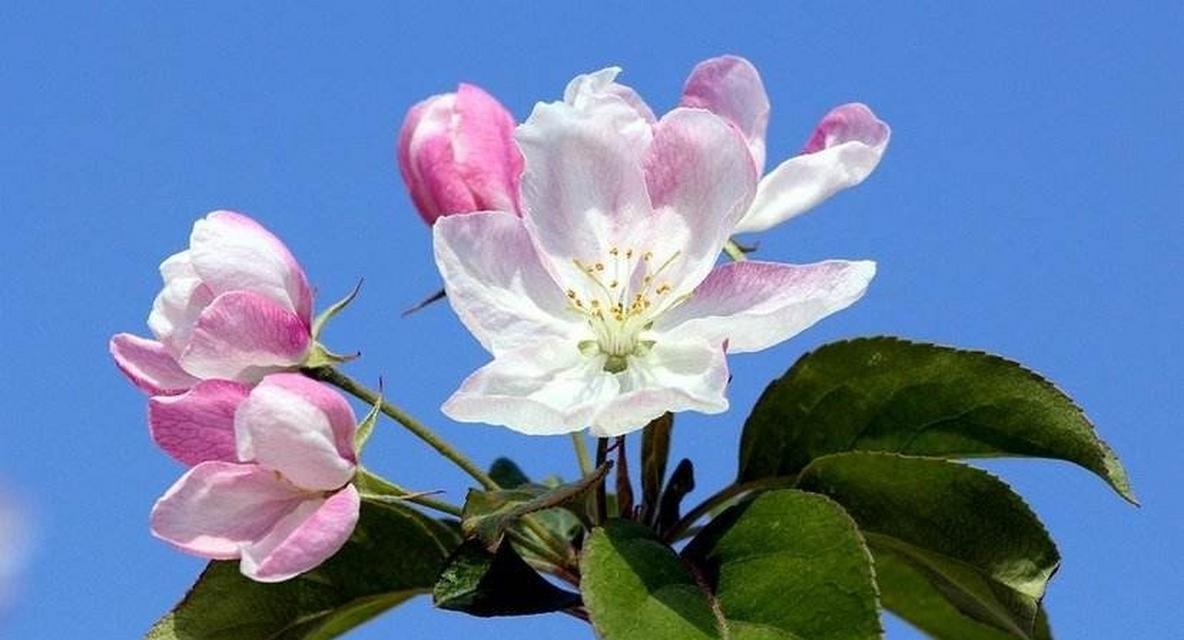 海棠花的花语与寓意（解读海棠花的吉祥寓意）