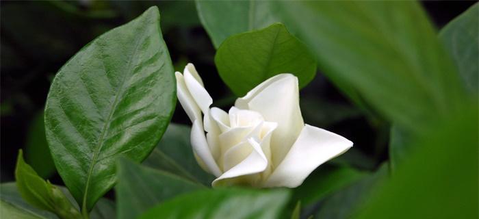 栀子花的寓意与象征（栀子花的花语及文化内涵）