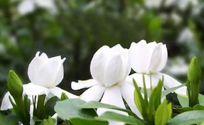 栀子花（探寻栀子花的花语与魅力）