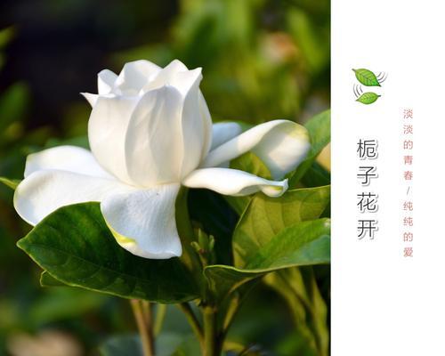 栀子花（探寻栀子花的花语与魅力）