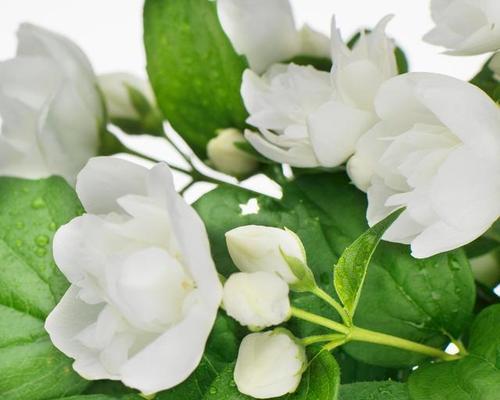 栀子花（探寻栀子花的花语与魅力）