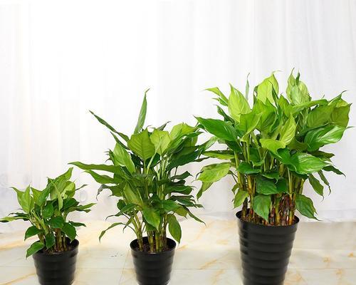室内花卉种植与养护（打造舒适生活的“绿色伴侣”）