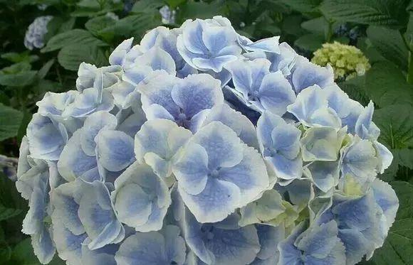 绣球花的花语及代表意义(绣球花的美丽与象征) 绣球花的花语及代表意义(绣球花的美丽与象征)