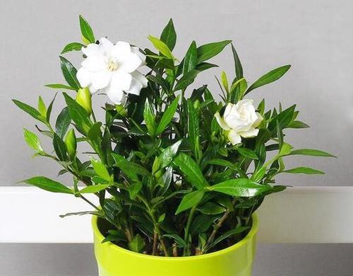 室内花卉种植与养护(打造舒适生活的“绿色伴侣”) 室内花卉种植与养护(打造舒适生活的“绿色伴侣”)