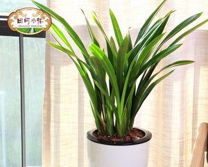 室内花卉种植与养护(打造舒适生活的“绿色伴侣”) 室内花卉种植与养护(打造舒适生活的“绿色伴侣”)