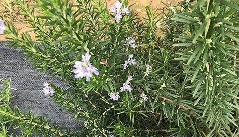 迷迭香花语的深意(探索迷迭香花语的文化内涵) 迷迭香花语的深意(探索迷迭香花语的文化内涵)