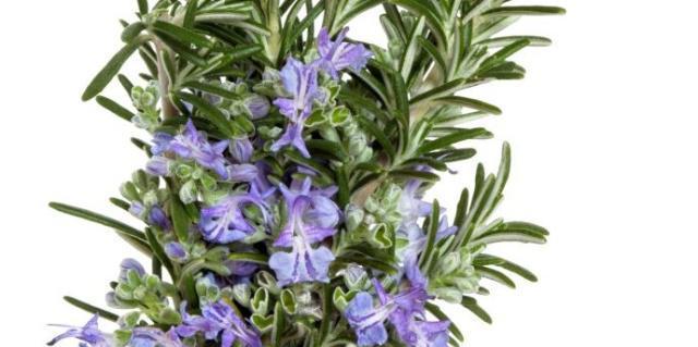 迷迭香花语的深意(探索迷迭香花语的文化内涵) 迷迭香花语的深意(探索迷迭香花语的文化内涵)