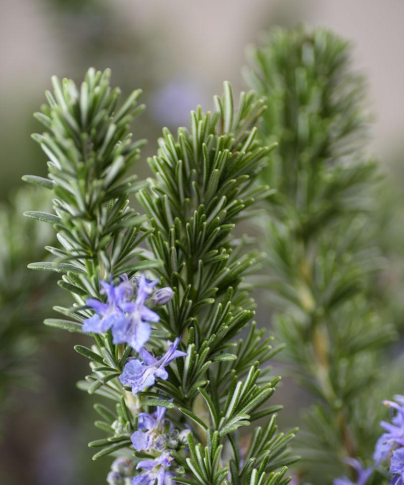迷迭香花语的深意(探索迷迭香花语的文化内涵) 迷迭香花语的深意(探索迷迭香花语的文化内涵)