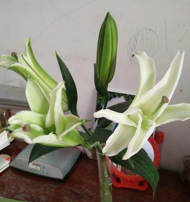 百合花（探寻百合花的象征意义与特点）