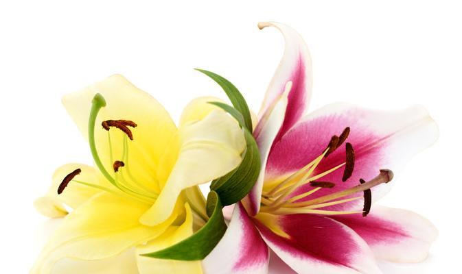 百合花（探寻百合花的象征意义与特点）