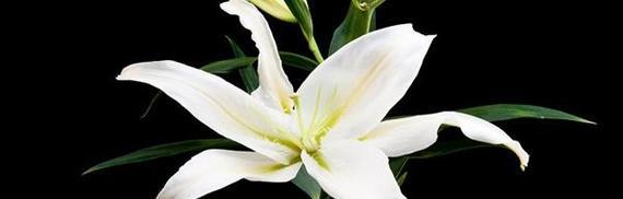 百合花（探寻百合花的象征意义与特点）