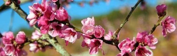 桃花花语的深意与象征(探索桃花花语的背后意义) 桃花花语的深意与象征(探索桃花花语的背后意义)