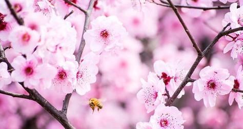 桃花花语的深意与象征(探索桃花花语的背后意义) 桃花花语的深意与象征(探索桃花花语的背后意义)