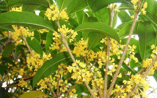 海南种植桂花树的全指南（种植、养护和收获桂花的技巧和方法）