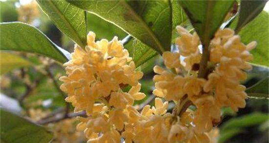 海南种植桂花树的全指南（种植、养护和收获桂花的技巧和方法）