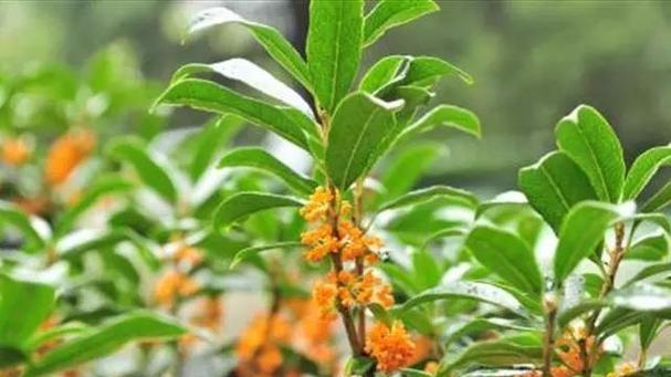 海南种植桂花树的全指南（种植、养护和收获桂花的技巧和方法）