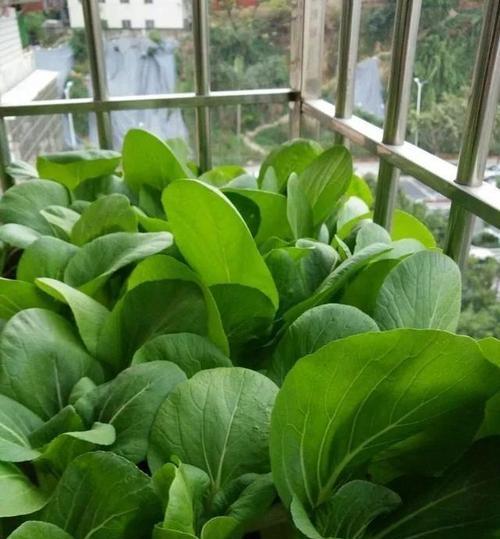 白菜种植全攻略（白菜种植时间和方法）