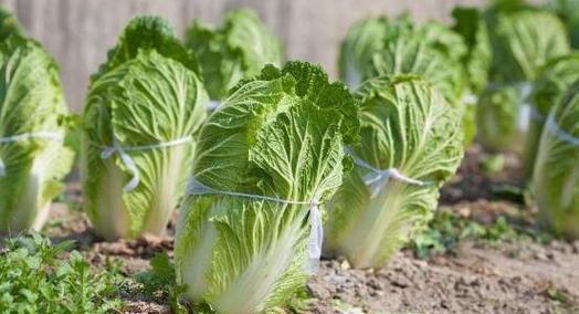 白菜种植全攻略（白菜种植时间和方法）