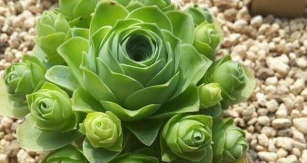 玫瑰花是否需要阳光（探讨玫瑰花的光照需求）