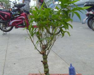 竹子的特点与象征意义（竹子的生长环境及特殊形态及其在文化中的象征意义）