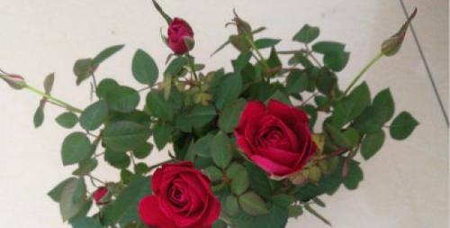 玫瑰花是否需要阳光（探讨玫瑰花的光照需求）