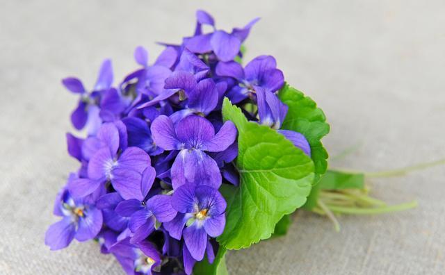 友谊花语——梅花的情感意义（揭开梅花花语的神秘面纱）