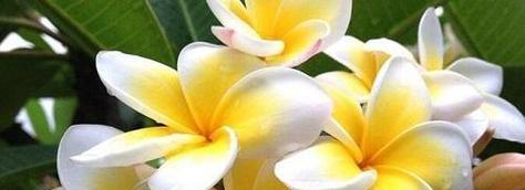 以依米花的花语与美好生活相伴（呵护心灵温暖生活的）