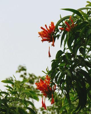 炮仗花的花语和喜庆象征（揭秘炮仗花的隐藏意义）