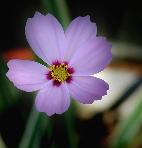 花与植物的坚强勇敢独立（生命之舞）
