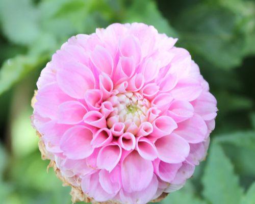 花与植物的坚强勇敢独立（生命之舞）