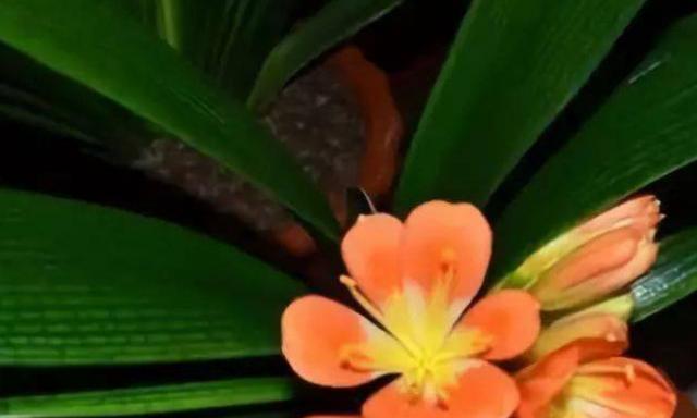 花与植物的坚强勇敢独立（生命之舞）