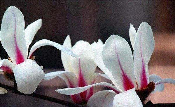 无法得到的花语——神秘的黑玫瑰(探究黑玫瑰的历史和文化内涵) 无法得到的花语——神秘的黑玫瑰(探究黑玫瑰的历史和文化内涵)