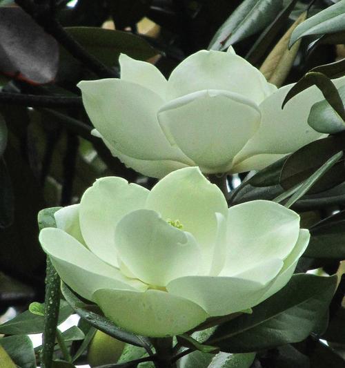 广玉兰花的寓意与象征力（广玉兰花的美丽与坚韧）