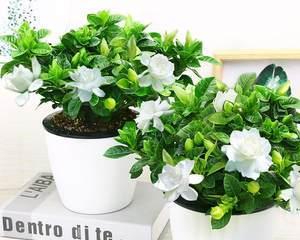 室内盆栽最佳选择，享受植物美学的新体验——适合在室内养护的桅子花（美丽与实用兼备）