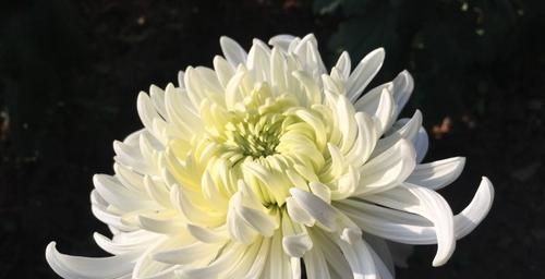 白菊花的花语及其象征意义（白菊花的五种常见花语及其表达方式）