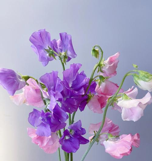 探寻香碗豆花的独特花语(传承古法) 探寻香碗豆花的独特花语(传承古法)