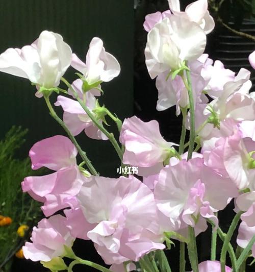 探寻香碗豆花的独特花语(传承古法) 探寻香碗豆花的独特花语(传承古法)