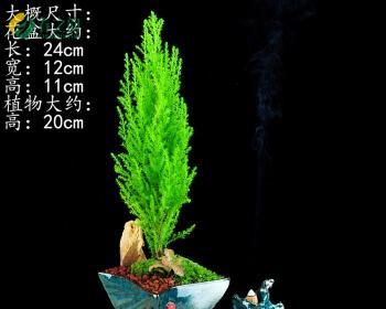 松树能否放在室内养(毒性分析及适宜环境介绍) 松树能否放在室内养(毒性分析及适宜环境介绍)
