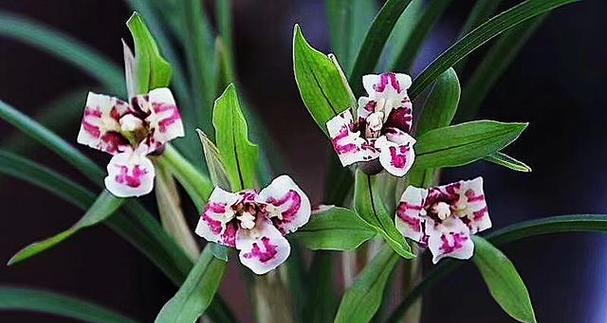 兰花(花魂之蕴) 兰花(花魂之蕴)