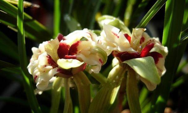 兰花(花魂之蕴) 兰花(花魂之蕴)
