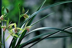 兰花(花魂之蕴) 兰花(花魂之蕴)