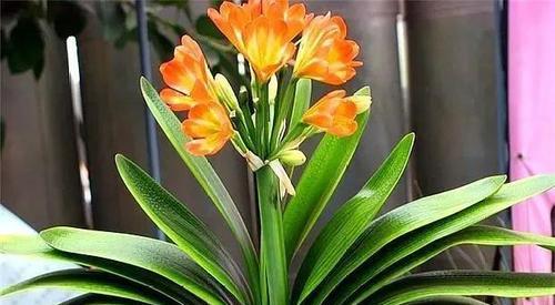 君子兰的开花时间及养护技巧（了解君子兰的开花周期）